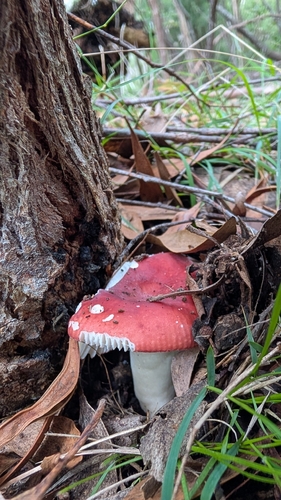 Russula persanguinea