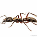 Hormiga Cazadora Gigante - Photo (c) Stéphane De Greef, todos los derechos reservados