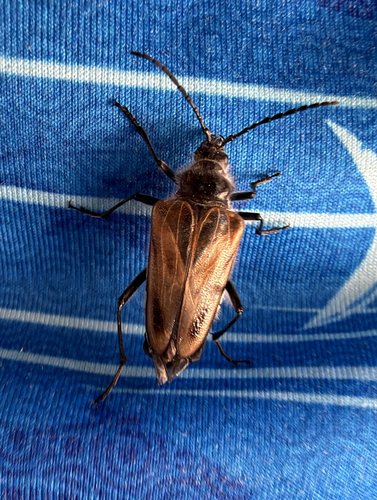 iNaturalist observation photo of Pachyta lamed