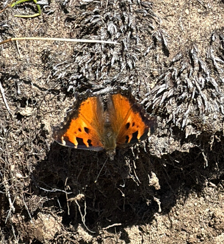 iNaturalist observation photo of California Tortoiseshell