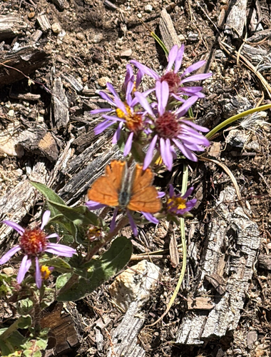 iNaturalist observation photo of Ruddy Copper