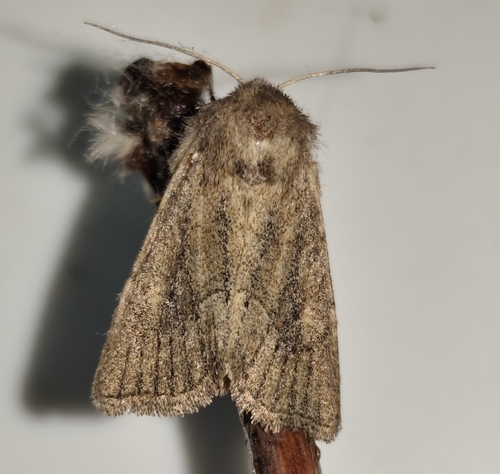 Mere Wainscot