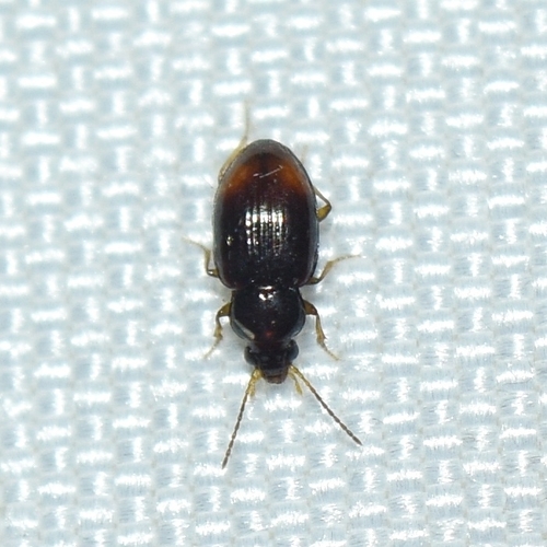 Elaphropus xanthopus