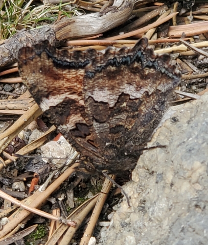 iNaturalist observation photo of California Tortoiseshell