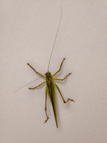 Chinese Green Bush Cricket