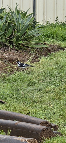 Magpie-lark