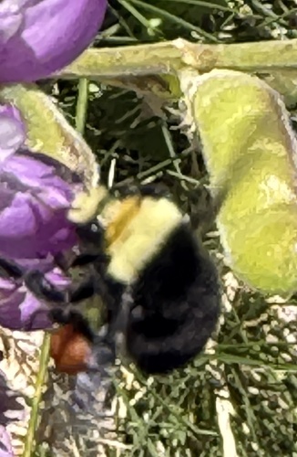 iNaturalist observation photo of Yellow-faced Bumble Bee