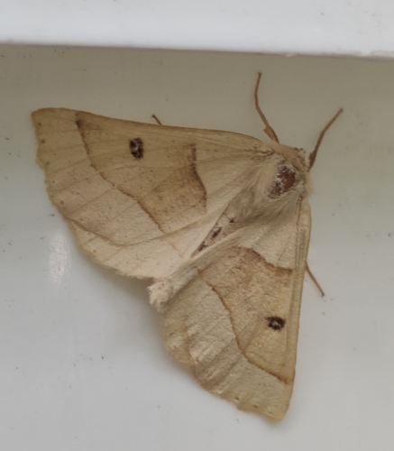 Scalloped Oak
