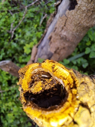 Western Earwig