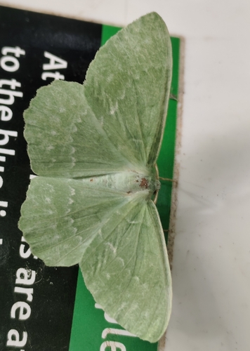 Large Emerald