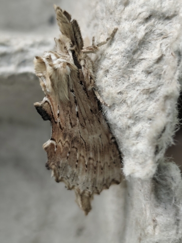 Pale Prominent
