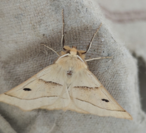 Scalloped Oak