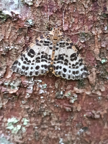 Spotted Beauty