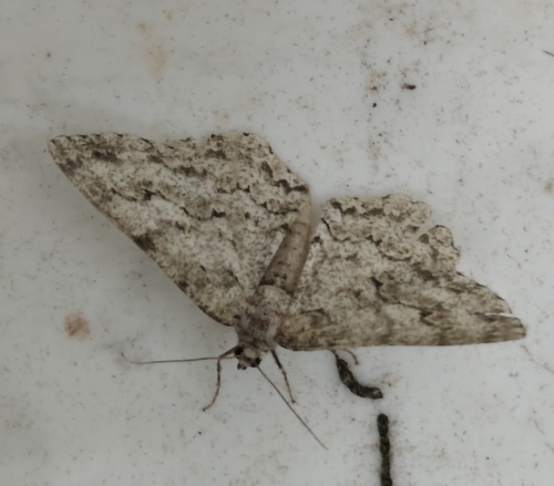 Small Engrailed