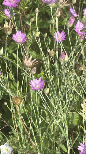 Immortelle