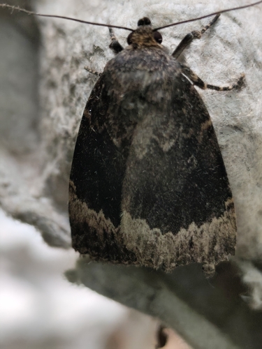 Amphipyra perflua