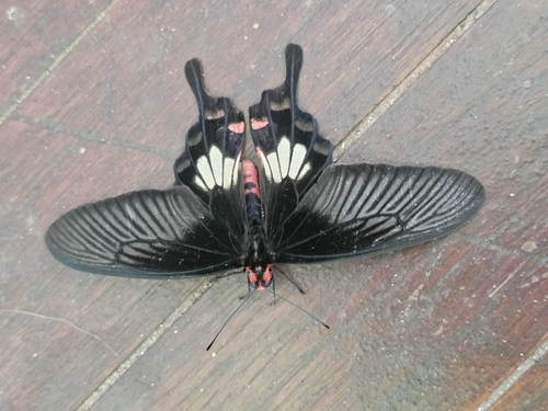 Common Rose Swallowtail