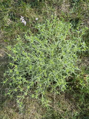 Field Eryngo