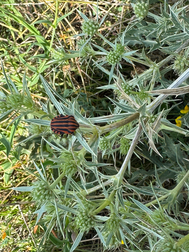 European Striped Shield Bug