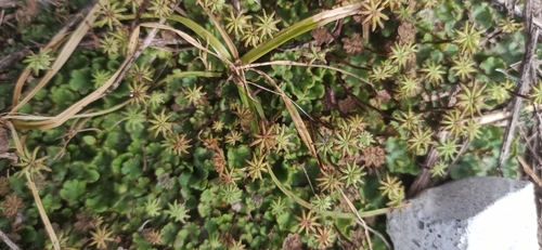 Common Liverwort
