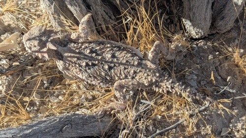 Desert Horned Lizard