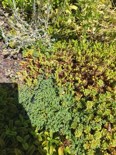 Tasteless Stonecrop