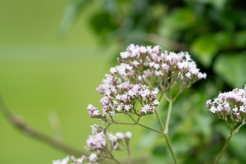 common valerian