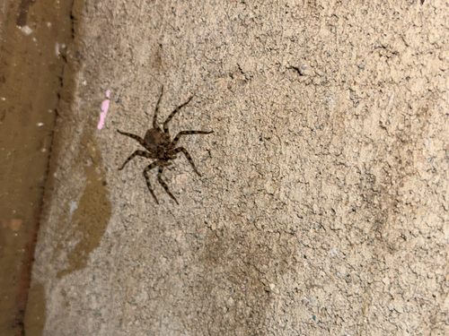 Selenops actophilus