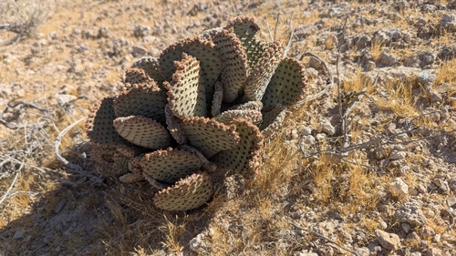 Beavertail Pricklypear