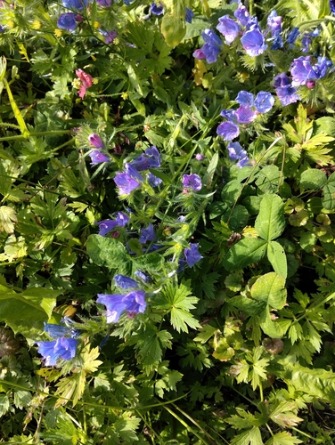 viper's-bugloss