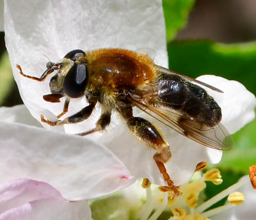 Midwestern Bee-mimic Fly (Mallota illinoensis) · iNaturalist