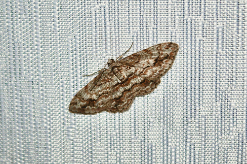 Didymoctenia exsuperata