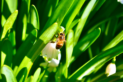 Western Honey Bee