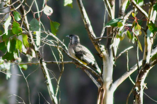 Red Wattlebird