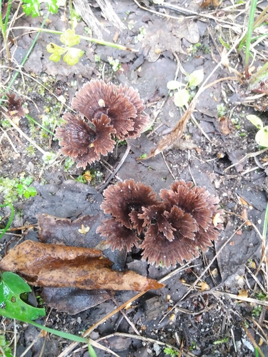 Thelephora caryophyllea
