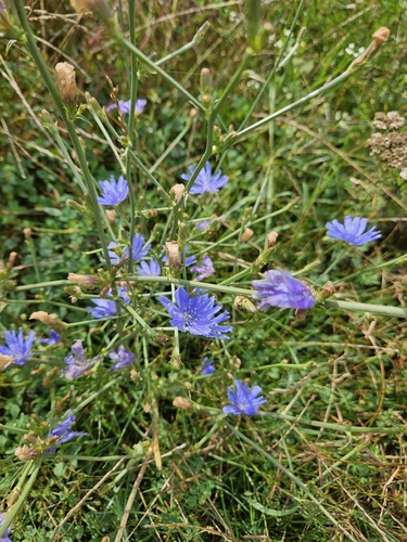 chicory