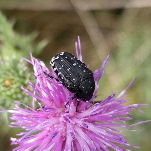 Mediterranean Spotted Chafer