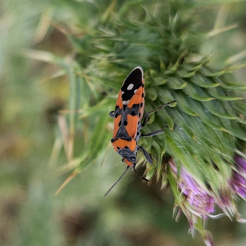 Lygaeus equestris / simulans Complex