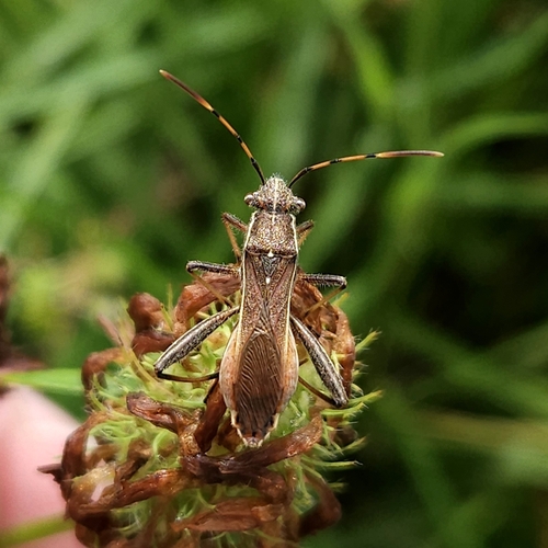 Camptopus lateralis
