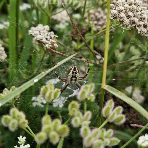 Wasp Spider