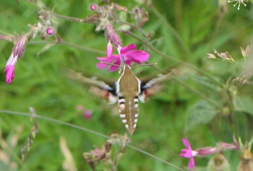Bedstraw Hawkmoth