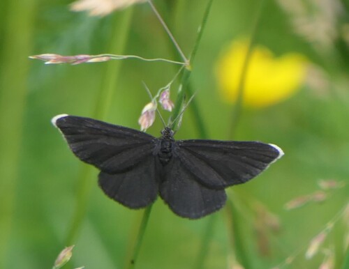 Chimney-sweeper