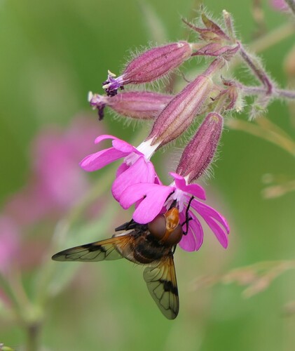 Pellucid Hover Fly