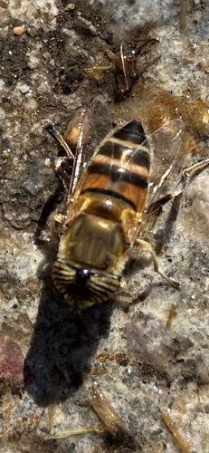 Stripe-eyed Lagoon Fly
