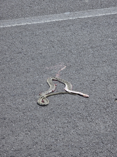 Horseshoe Whip Snake