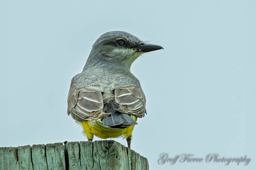 Western Kingbird