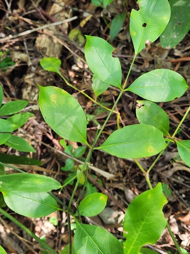 celery wood
