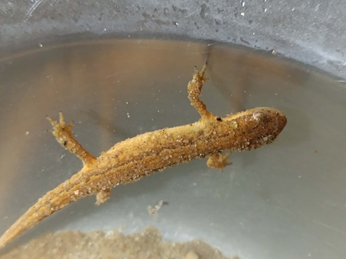Smooth Newt