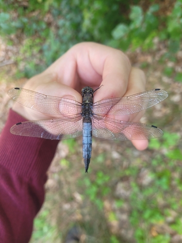 Black-tailed Skimmer