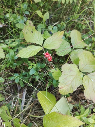 Stone Bramble